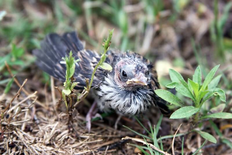 What to Do if You Find a Baby Bird