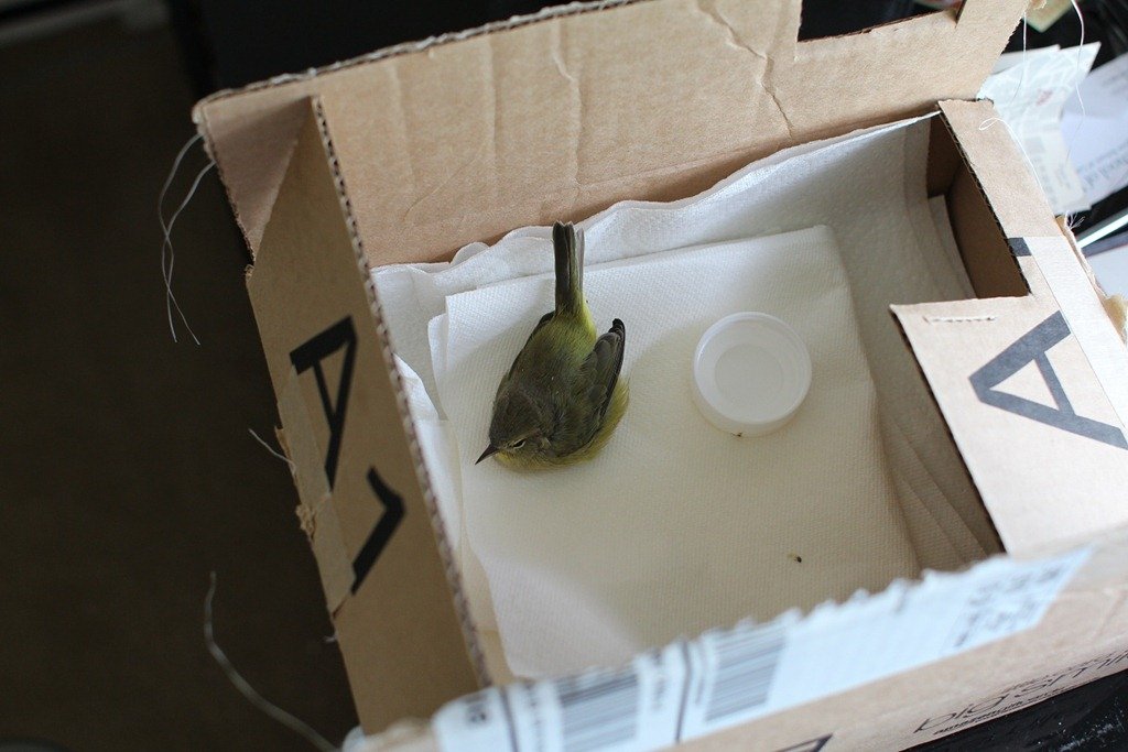 What to do if you find an injured or sick bird. Audubon de Mexico