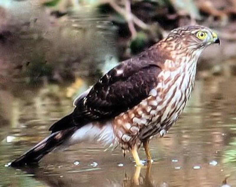 Sharp-shinned Hawk Bathing_BG