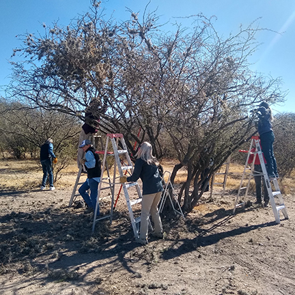 tree cleaning feb 2021