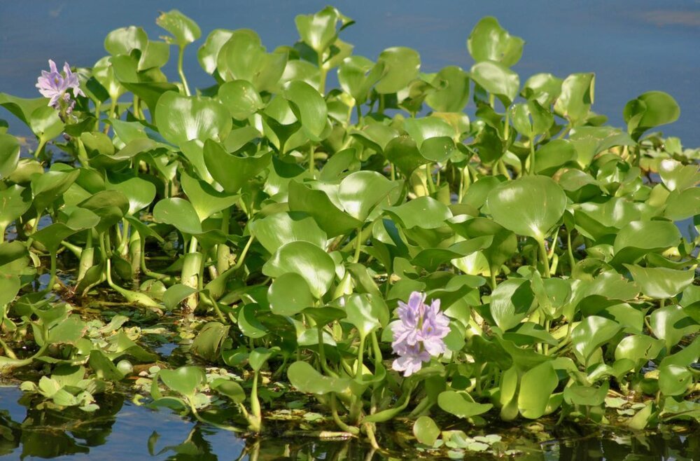 water hyacinth