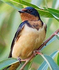 Audubon Birdwalk at Peña Blanca