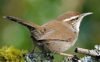 Audubon Birdwalk: River, Trees, Fields and Ruins