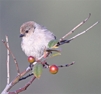 Audubon Birdwalk and Great Backyard Bird Count