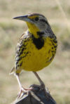 Special June 17 Audubon Birdwalk at El Charco del Ingenio
