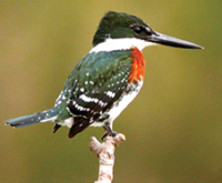 Audubon Birdwalk along the Rio Laja