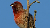 September 23: Audubon Birdwalk along the Rio Laja