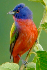 Audubon Birdwalk along the Rio Laja near Rancho Jaguar