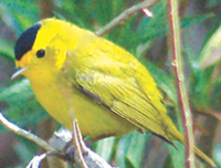 Audubon Birdwalk at Bridge over the Rio Laja