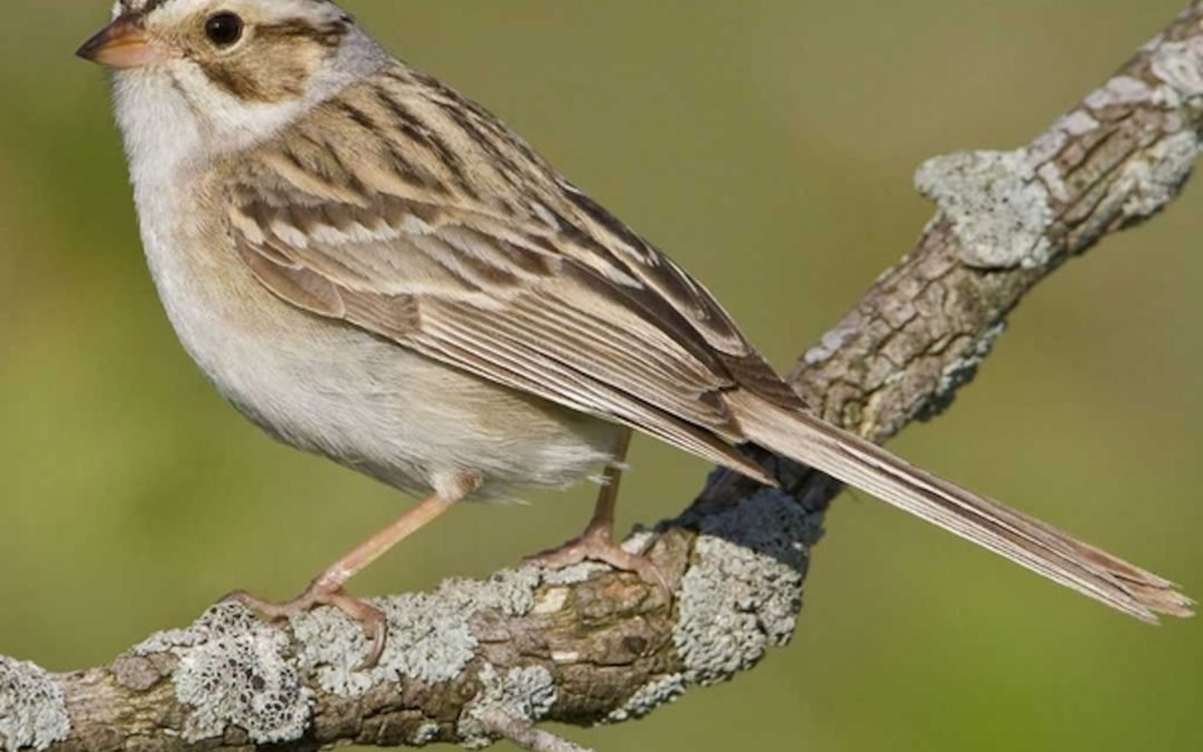 November 18: Audubon Birdwalk – Along the Rio Laja near Rancho Jaguar