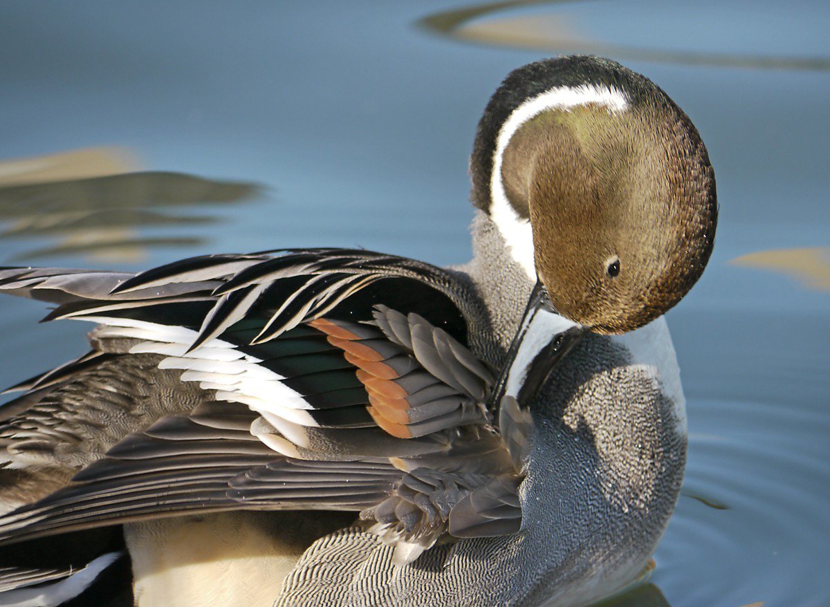 NORTHERN PINTAIL INDIVIDUAL FOR MIGRATION ARTICLE