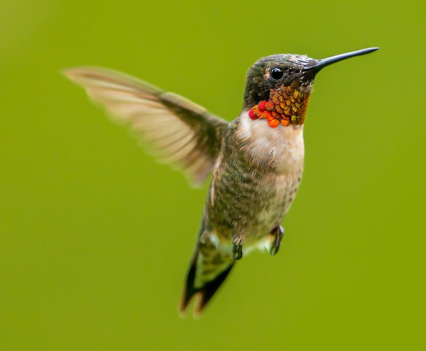 Ruby-throated_SQ WEBSITE