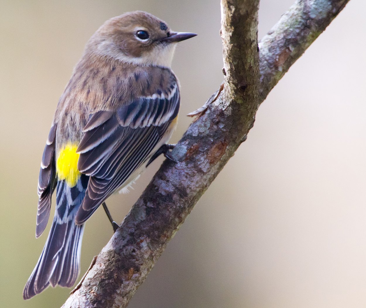 Yellow-rumped Warbler