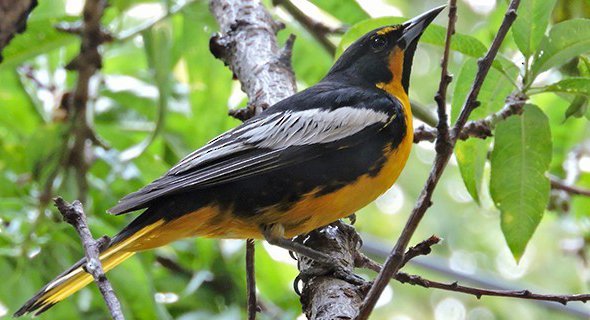 black-backed oriole from internet